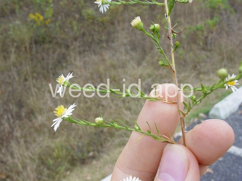aster, white prairie
